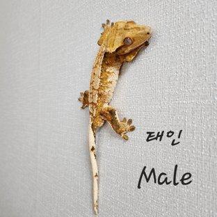 트라이 화이트크라운 화이트스팟 텐저린 드리피 (부)