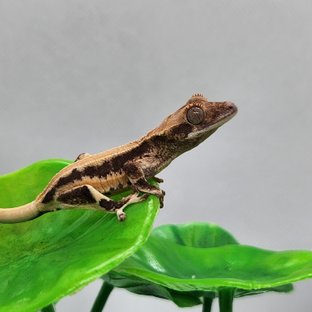 릴리화이트 풀핀 화이트스팟 익스트림할리퀸 쿼드 솔리드백