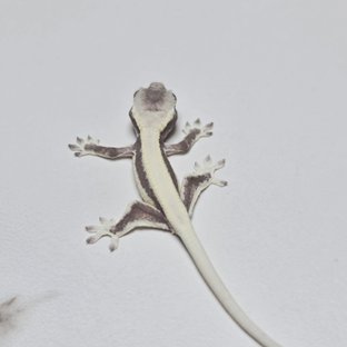 동배