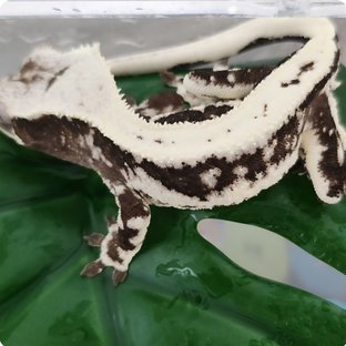 릴잔틱 아잔틱 블랙