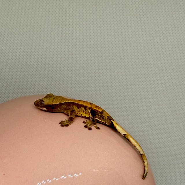 노멀 트라이 할리퀸 익스트림할리퀸 화이트크라운 화이트스팟