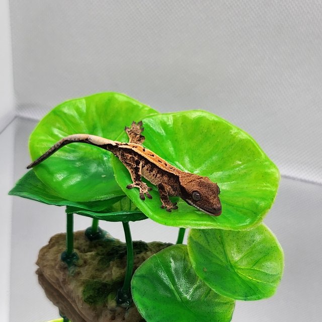 노멀 트라이 풀핀 할리퀸 익스트림할리퀸 화이트스팟