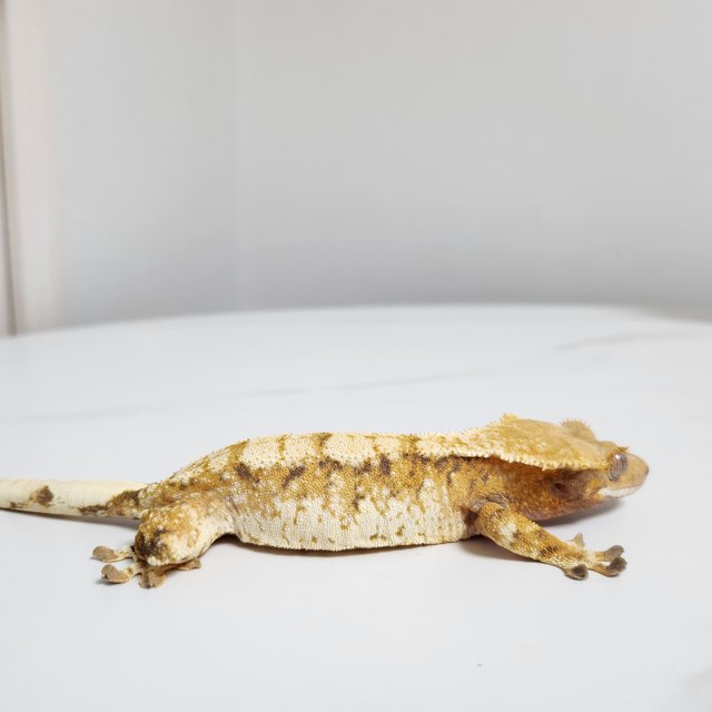 노멀 트라이 익스트림할리퀸 드리피 화이트스팟