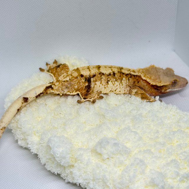 노멀 드리피 화이트스팟 텐저린 익스트림할리퀸 트라이