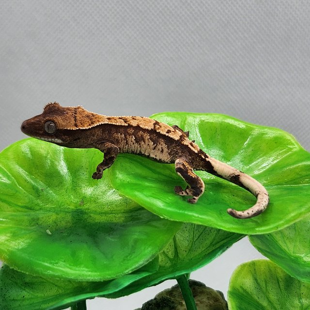 노멀 트라이 익스트림할리퀸 화이트스팟 할리퀸