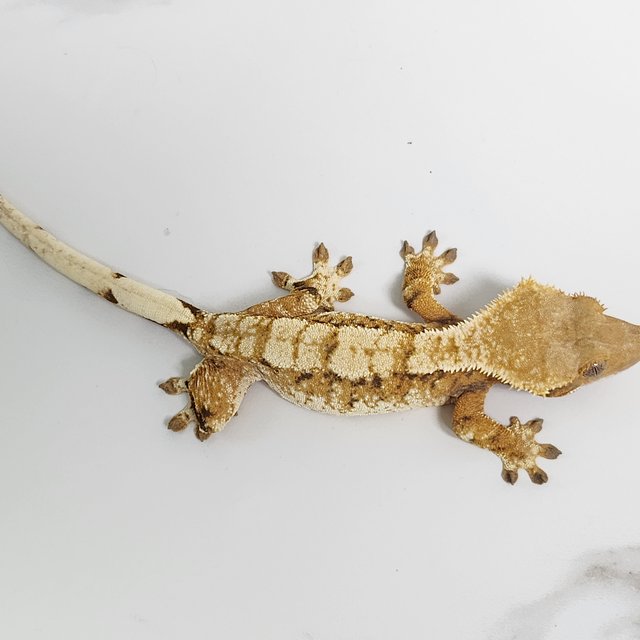 노멀 트라이 익스트림할리퀸 드리피 화이트스팟