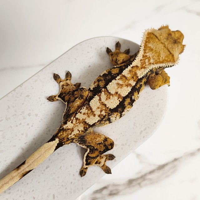 노멀 트라이 바브 익스트림할리퀸 할리퀸 텐저린