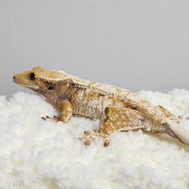 노멀 화이트스팟 익스트림할리퀸 트라이 드리피 할리퀸