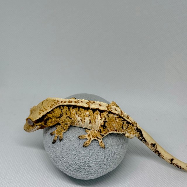 노멀 트라이 익스트림할리퀸 화이트크라운