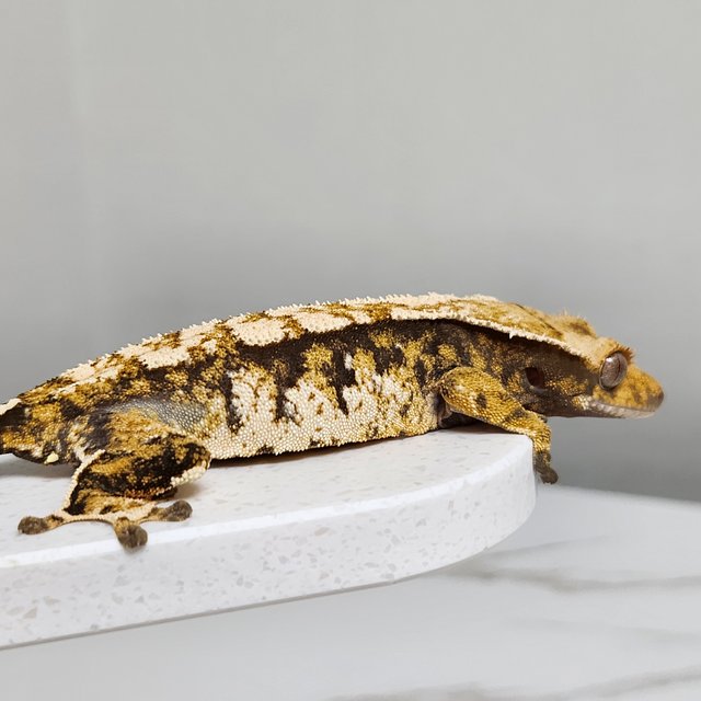 노멀 트라이 바브 익스트림할리퀸 할리퀸 텐저린