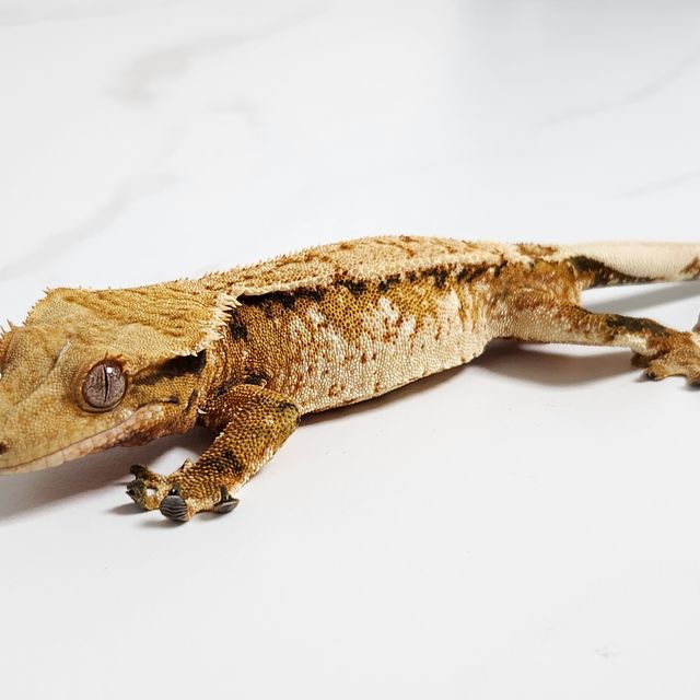 노멀 트라이 화이트스팟 익스트림할리퀸 드리피