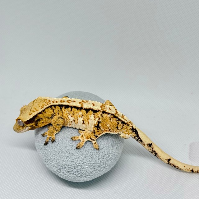 노멀 트라이 익스트림할리퀸 화이트크라운