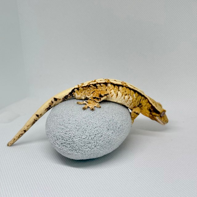 노멀 트라이 익스트림할리퀸 화이트크라운