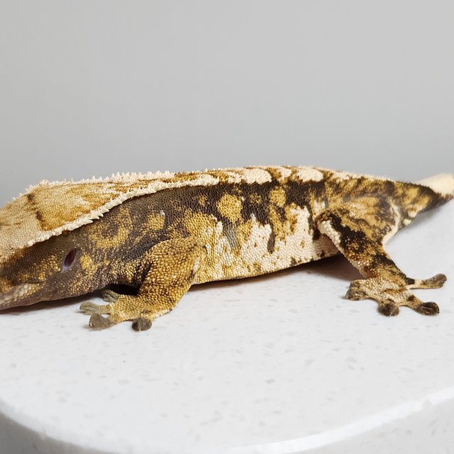 노멀 트라이 바브 익스트림할리퀸 할리퀸 텐저린