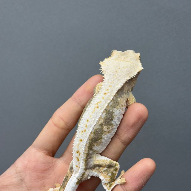 릴리100%헷아잔틱