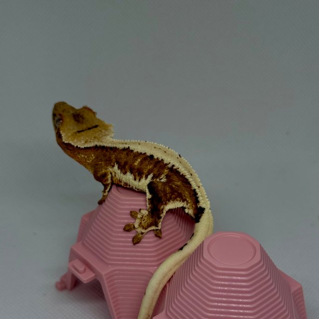 릴리100%헷아잔틱