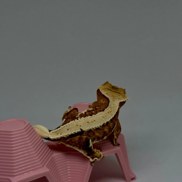 릴리100%헷아잔틱