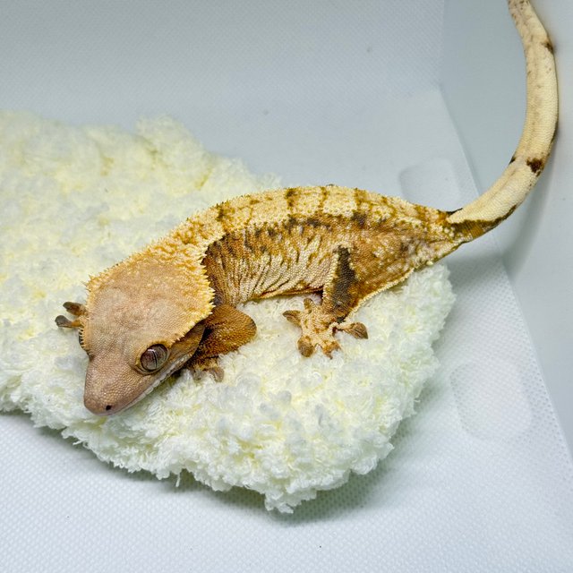 노멀 드리피 화이트스팟 텐저린 익스트림할리퀸 트라이