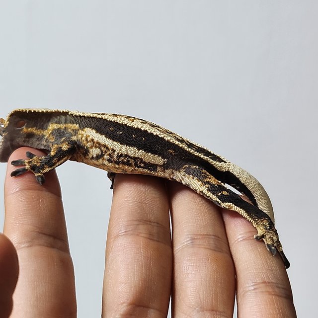 엠티백 슈퍼스트라이프 블랙 다크 쿼드 풀핀