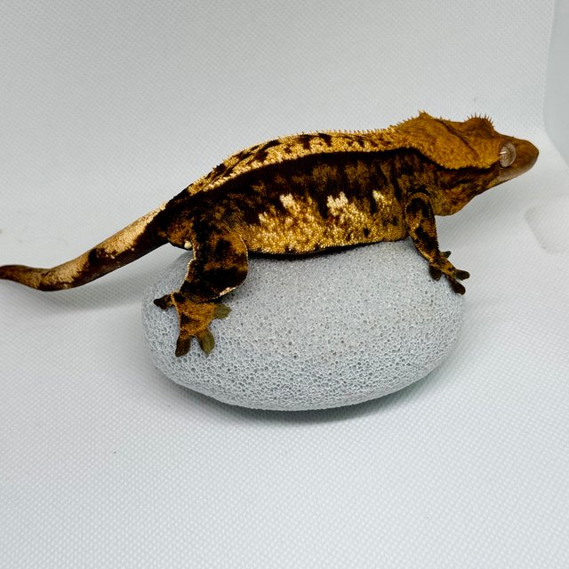 노멀 트라이 텐저린 익스트림할리퀸 화이트스팟