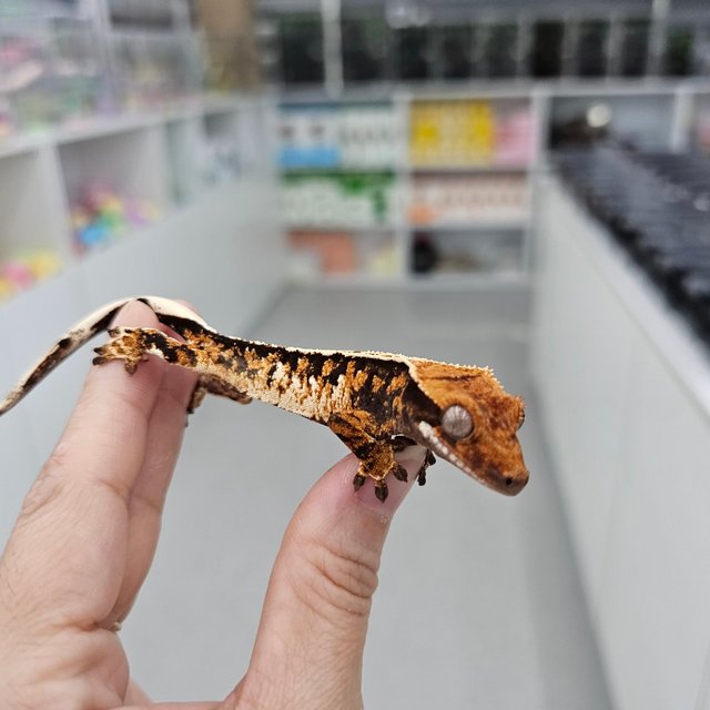 노멀 트라이 익스트림할리퀸 할리퀸 텐저린