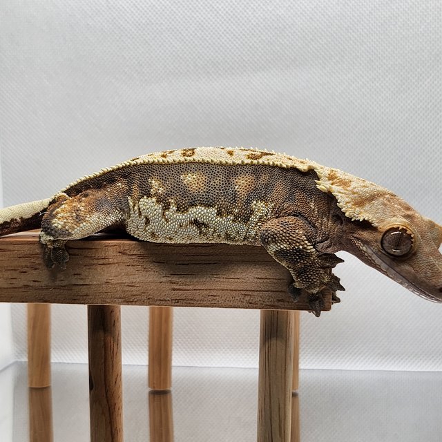 노멀 익스트림할리퀸 할리퀸 화이트핀 트라이