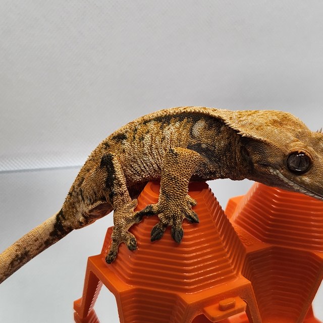 노멀 익스트림할리퀸 트라이 화이트스팟 텐저린