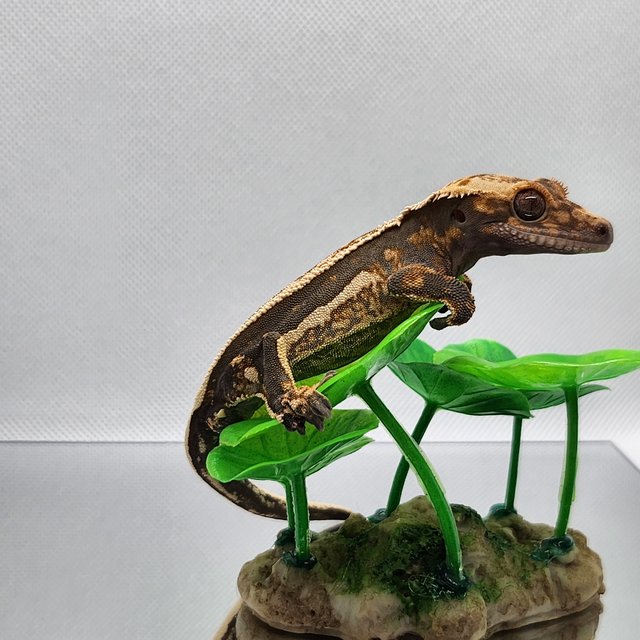 엠티백 슈퍼스트라이프 블랙 다크 쿼드 풀핀