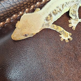 릴리화이트 솔리드백 풀핀