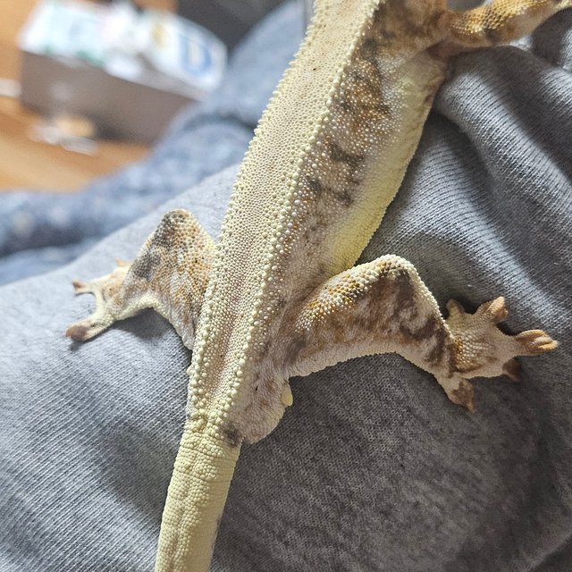 릴리화이트 솔리드백 풀핀