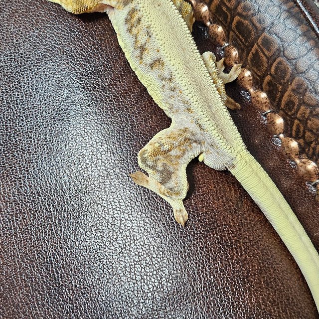 릴리화이트 솔리드백 풀핀