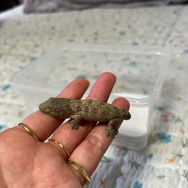 모로