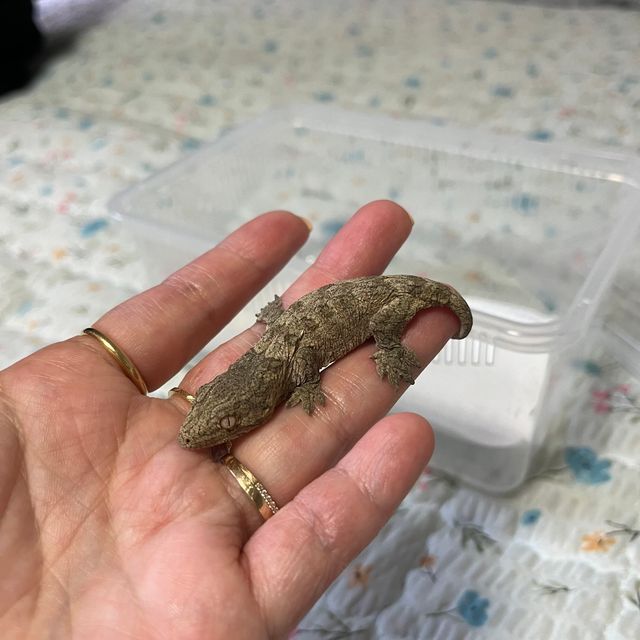 모로