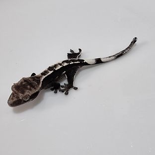 아잔틱