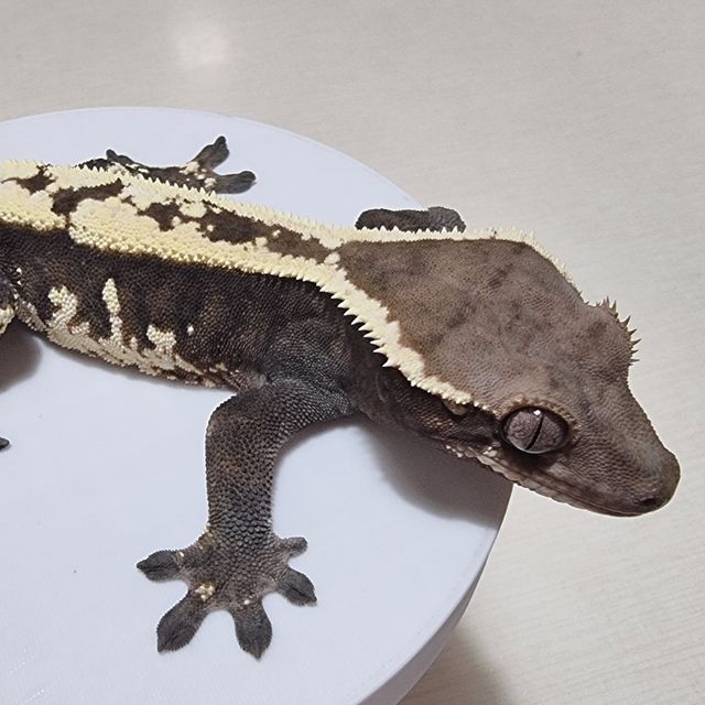 세이블
