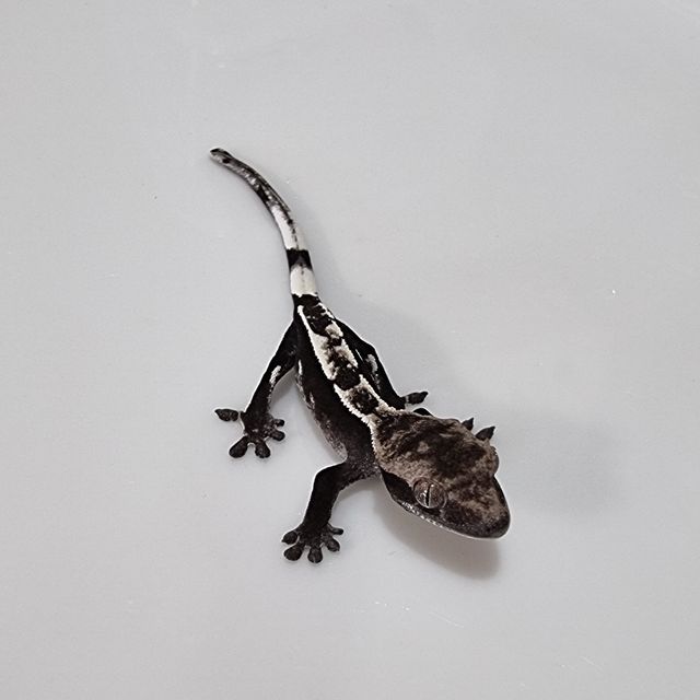 아잔틱
