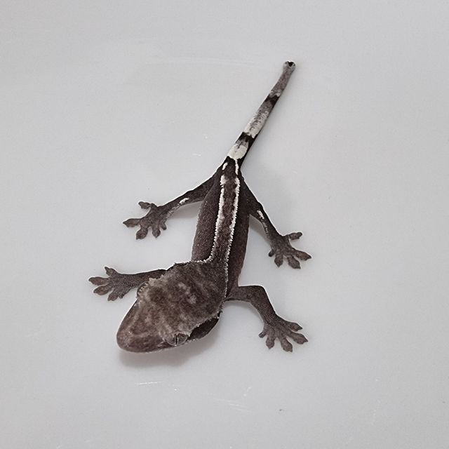 아잔틱
