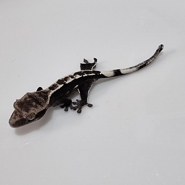 아잔틱