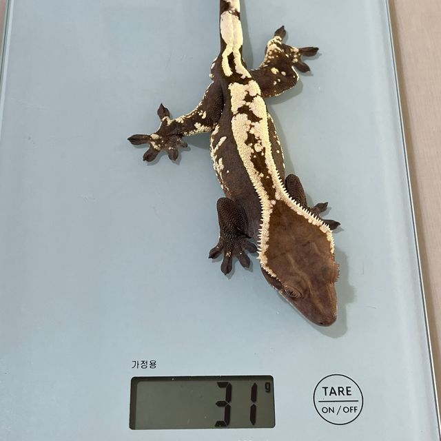 세이블