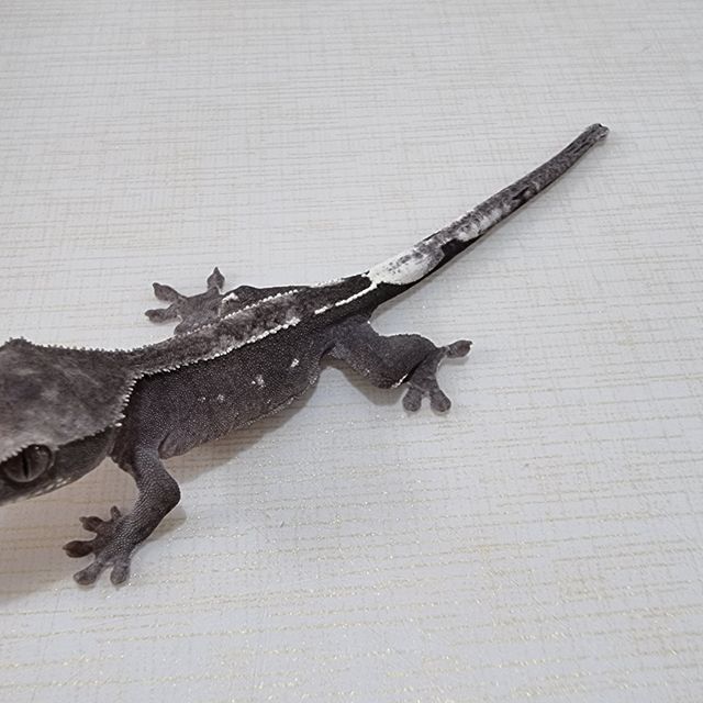 아잔틱