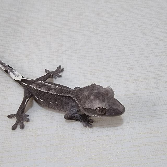 아잔틱