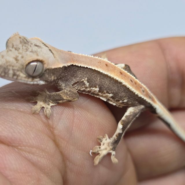 릴리100%헷아잔틱