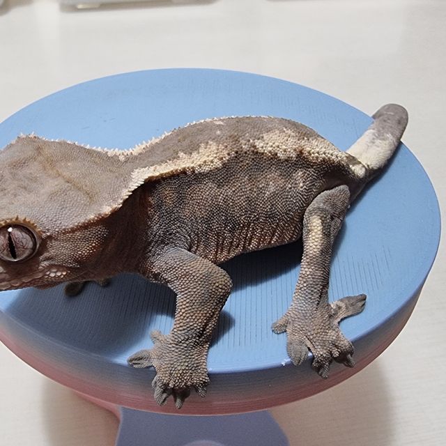 세이블