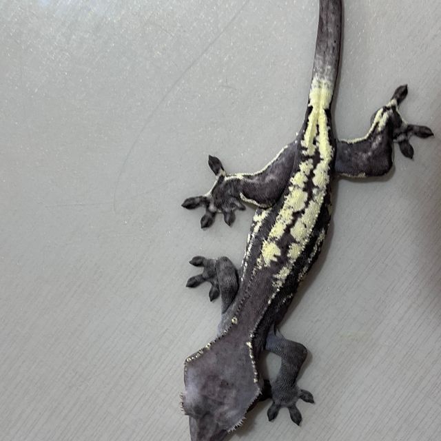 카푸치노