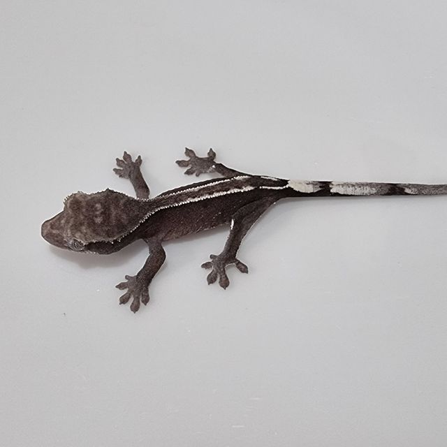 아잔틱