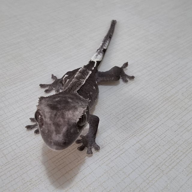 아잔틱