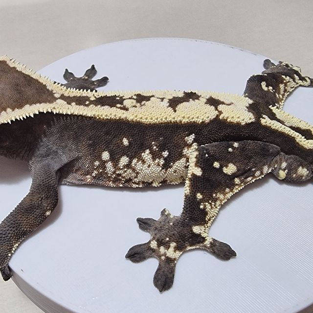 세이블