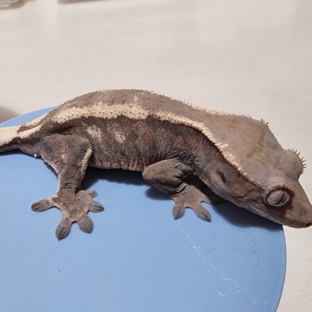 세이블