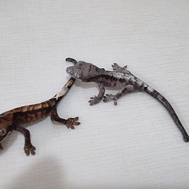 루왁 릴리