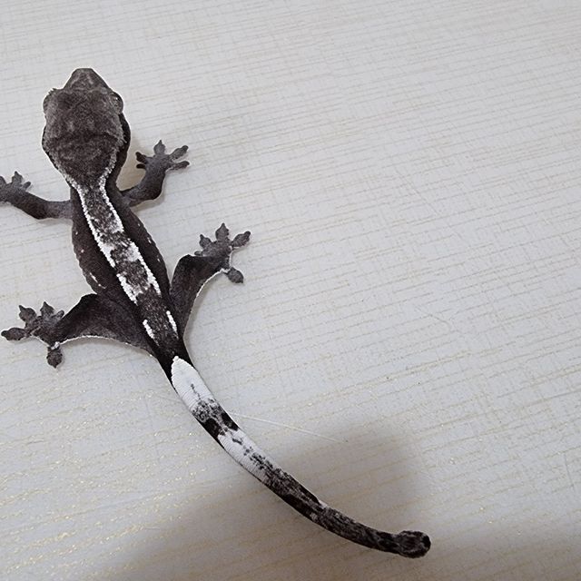 아잔틱